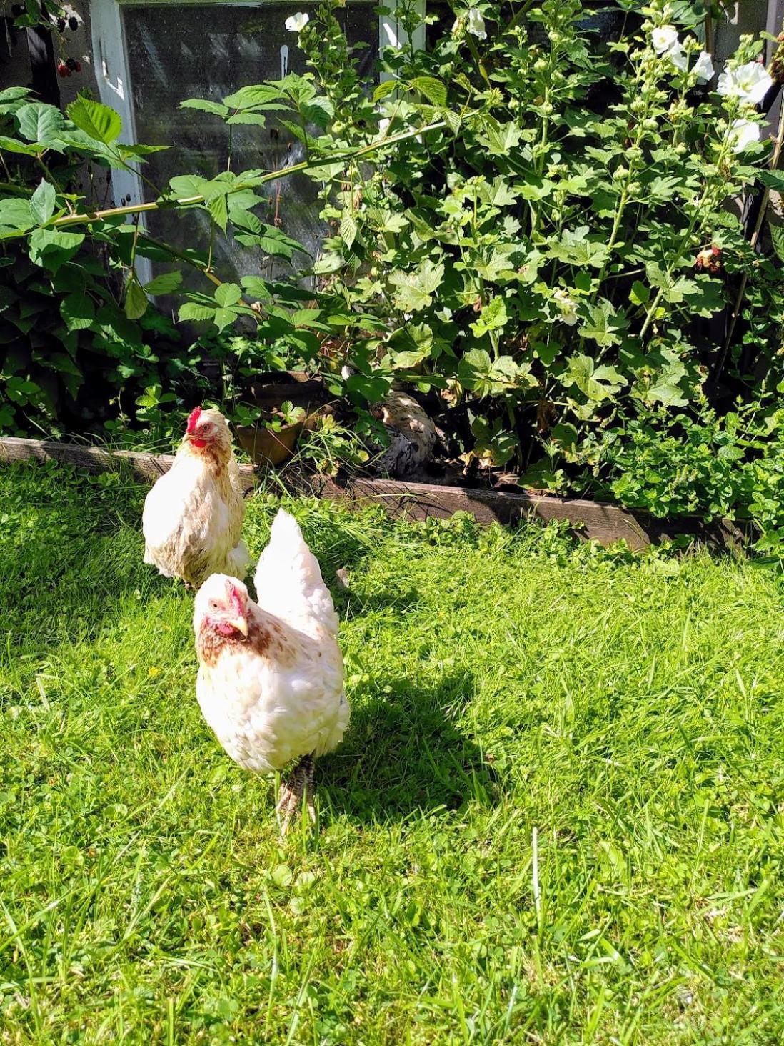 Laegenhet Naturnaera I Henån Extérieur photo